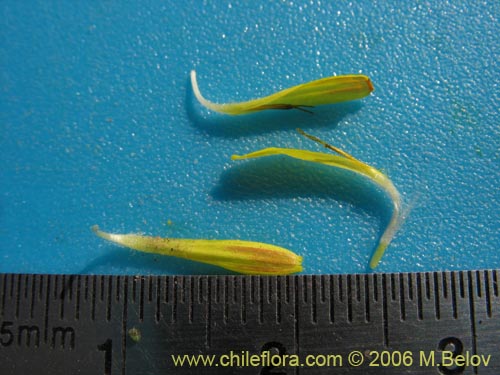 Bild von Asteraceae sp. #1865 (). Klicken Sie, um den Ausschnitt zu vergrössern.