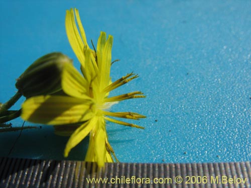 Bild von Asteraceae sp. #1865 (). Klicken Sie, um den Ausschnitt zu vergrössern.