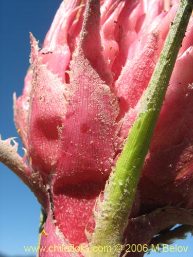 Ochagavia carneaの写真