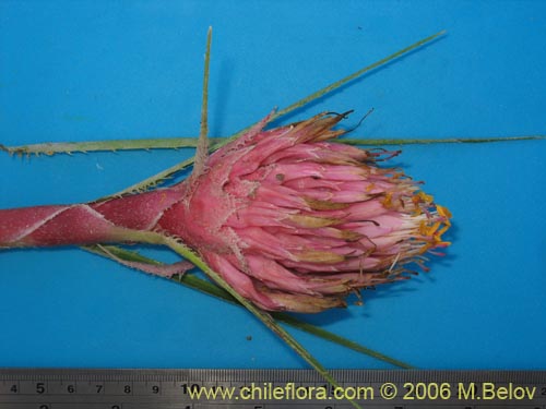 Ochagavia carneaの写真