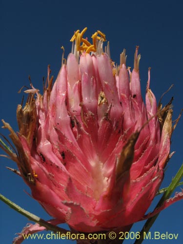 Ochagavia carneaの写真