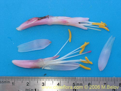 Ochagavia carneaの写真