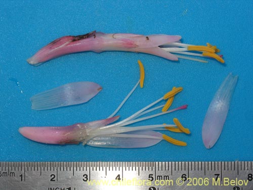 Ochagavia carneaの写真