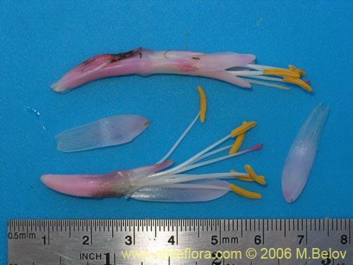 Ochagavia carneaの写真