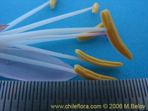 Ochagavia carneaの写真