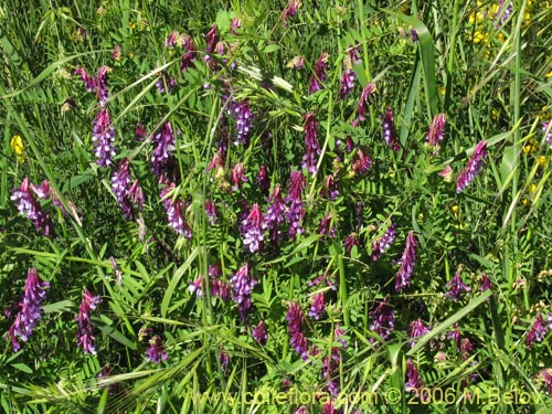 Bild von Vicia sp. #1397 (). Klicken Sie, um den Ausschnitt zu vergrössern.