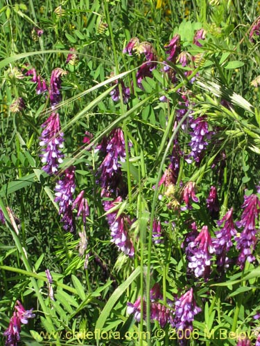 Bild von Vicia sp. #1397 (). Klicken Sie, um den Ausschnitt zu vergrössern.