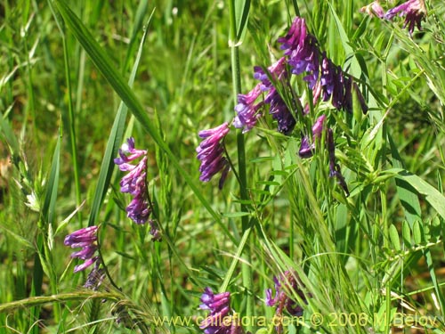 Bild von Vicia sp. #1397 (). Klicken Sie, um den Ausschnitt zu vergrössern.