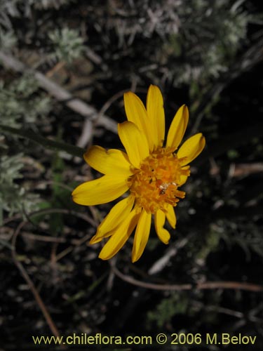 Senecio sp. #1647의 사진