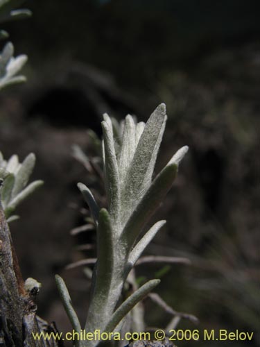 Senecio sp. #1647의 사진