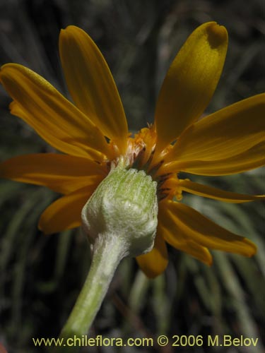 Senecio sp. #1647의 사진