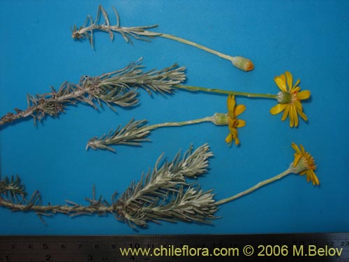 Senecio sp. #1647의 사진