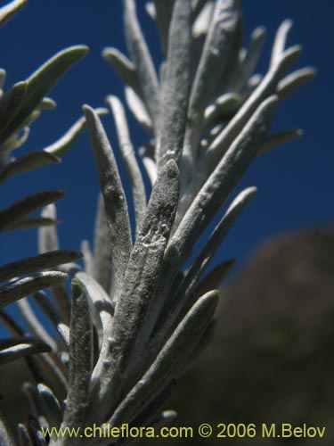 Senecio sp. #1647의 사진