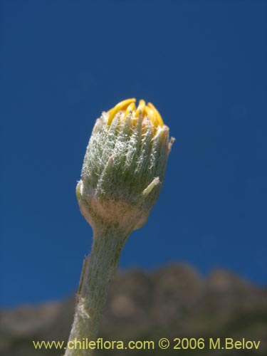 Senecio sp. #1647의 사진