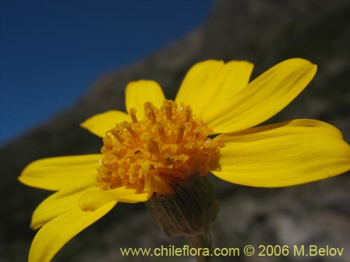 Senecio sp. #1647의 사진