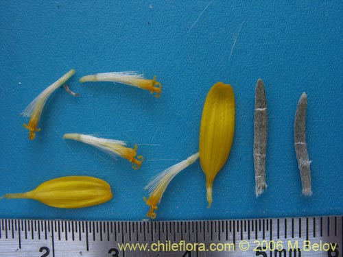 Senecio sp. #1647의 사진