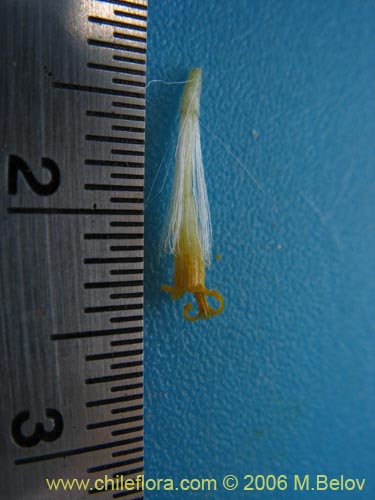 Senecio sp. #1647의 사진