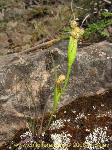 Sisyrinchium graminifolium의 사진