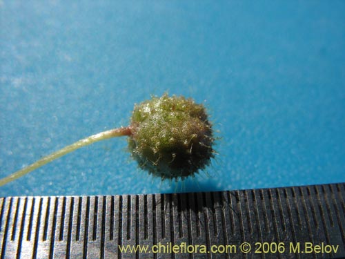 Sisyrinchium graminifolium의 사진