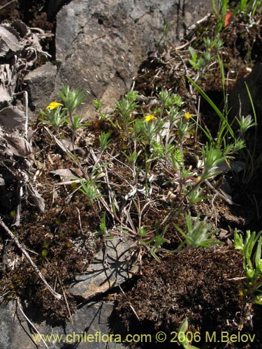 Bild von Chaetanthera moenchioides (). Klicken Sie, um den Ausschnitt zu vergrössern.