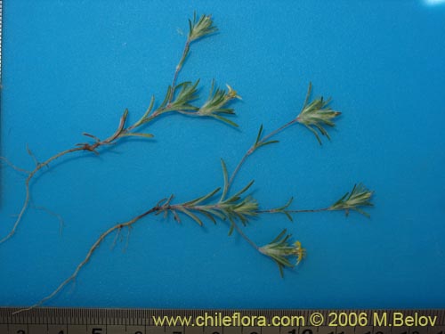 Bild von Chaetanthera moenchioides (). Klicken Sie, um den Ausschnitt zu vergrössern.