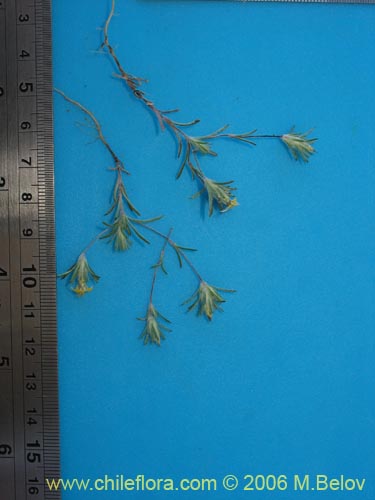 Bild von Chaetanthera moenchioides (). Klicken Sie, um den Ausschnitt zu vergrössern.