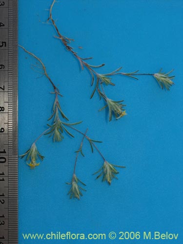 Bild von Chaetanthera moenchioides (). Klicken Sie, um den Ausschnitt zu vergrössern.