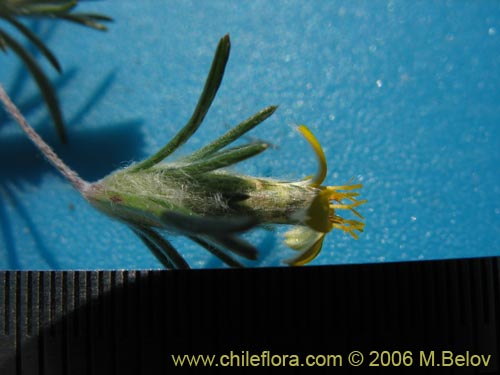 Bild von Chaetanthera moenchioides (). Klicken Sie, um den Ausschnitt zu vergrössern.