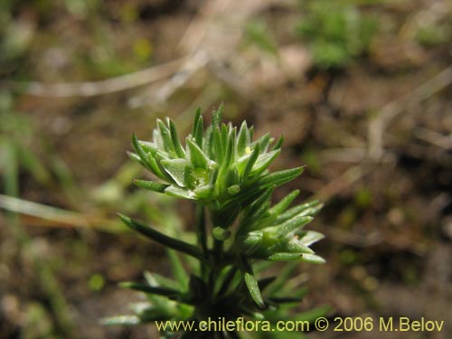 Image of Scleranthus sp. #2331 (). Click to enlarge parts of image.