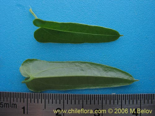 Image of Dioscorea sp. #1534 (). Click to enlarge parts of image.
