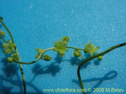 Image of Dioscorea sp. #1534 (). Click to enlarge parts of image.