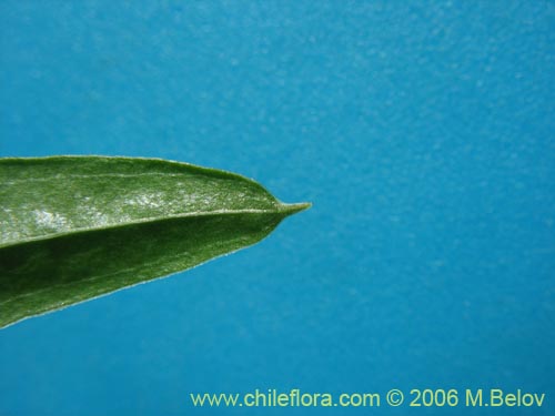 Image of Dioscorea sp. #1534 (). Click to enlarge parts of image.