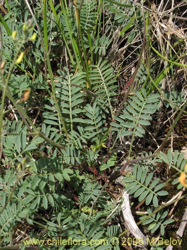 Image of Adesmia sp. #1646 (). Click to enlarge parts of image.