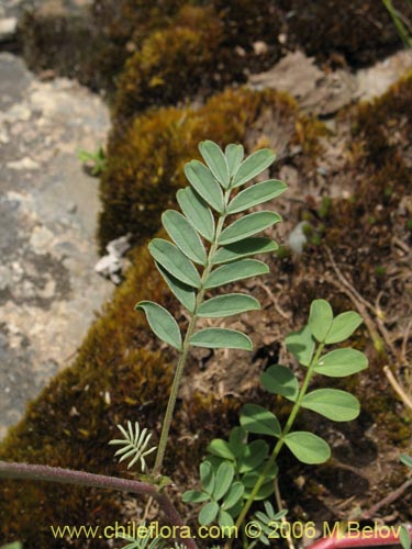 Image of Adesmia sp. #1646 (). Click to enlarge parts of image.