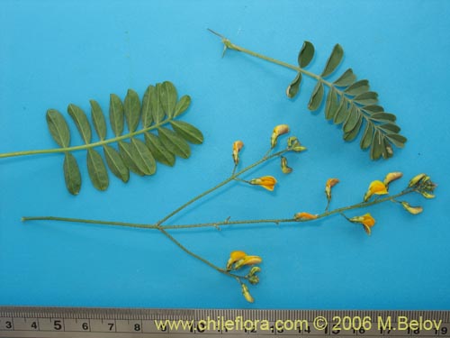 Image of Adesmia sp. #1646 (). Click to enlarge parts of image.