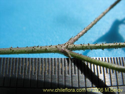 Image of Adesmia sp. #1646 (). Click to enlarge parts of image.