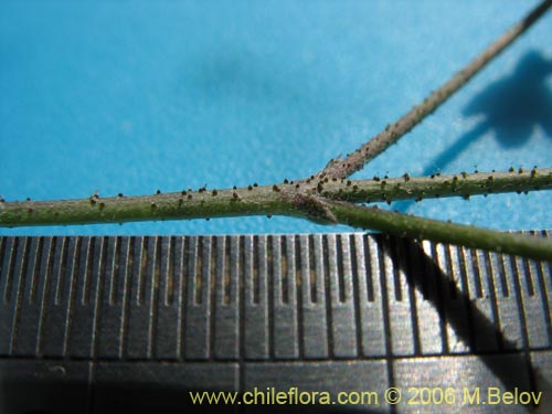 Image of Adesmia sp. #1646 (). Click to enlarge parts of image.