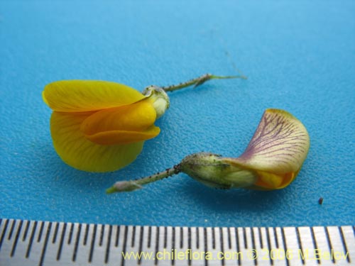 Image of Adesmia sp. #1646 (). Click to enlarge parts of image.