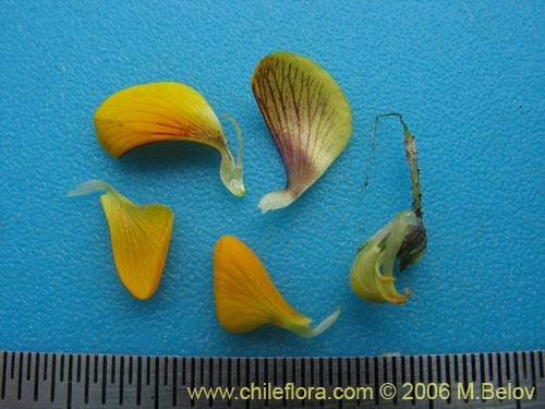 Image of Adesmia sp. #1646 (). Click to enlarge parts of image.