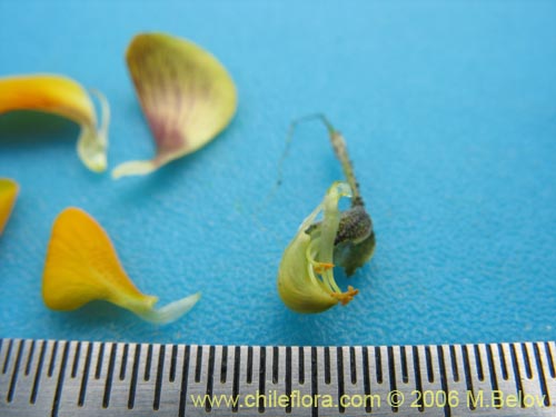 Image of Adesmia sp. #1646 (). Click to enlarge parts of image.