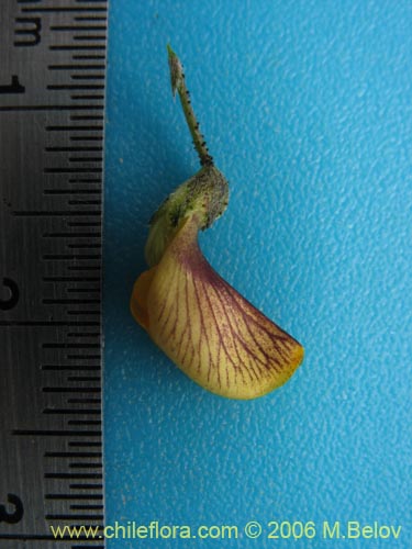 Image of Adesmia sp. #1646 (). Click to enlarge parts of image.