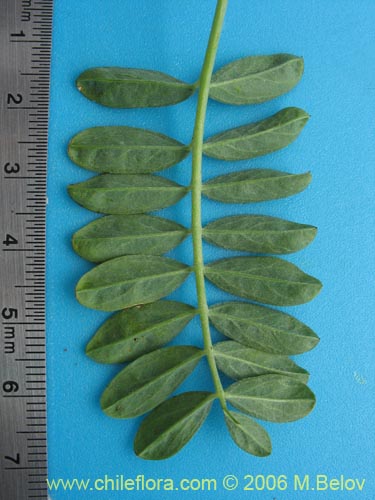 Image of Adesmia sp. #1646 (). Click to enlarge parts of image.