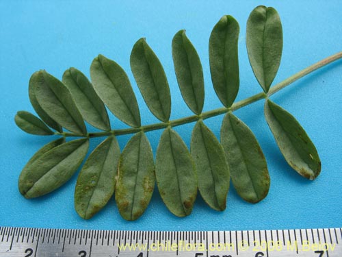 Image of Adesmia sp. #1646 (). Click to enlarge parts of image.