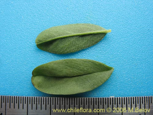 Image of Adesmia sp. #1646 (). Click to enlarge parts of image.