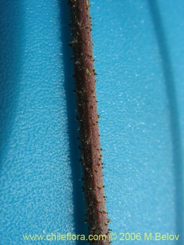 Image of Adesmia sp. #1646 (). Click to enlarge parts of image.