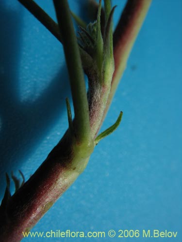 Image of Adesmia sp. #1646 (). Click to enlarge parts of image.