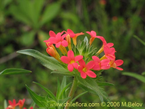 Collomia biflora的照片