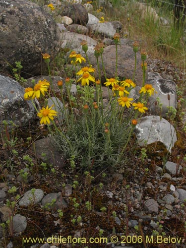 Image of Senecio sp. #1536 (). Click to enlarge parts of image.