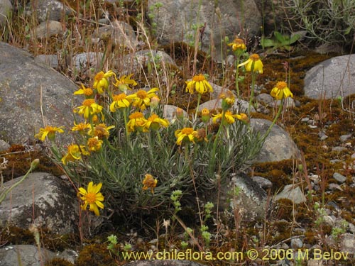 Image of Senecio sp. #1536 (). Click to enlarge parts of image.