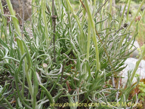 Image of Senecio sp. #1536 (). Click to enlarge parts of image.